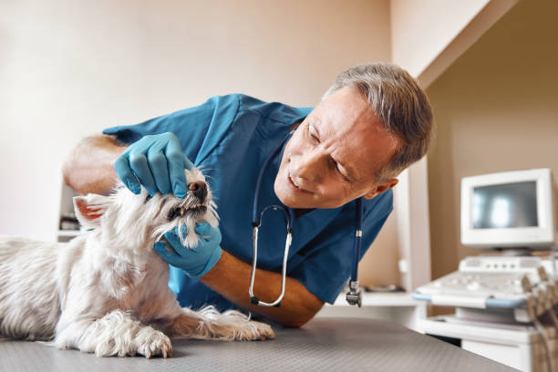 Best Urgent Dental Care in Morganton, NC